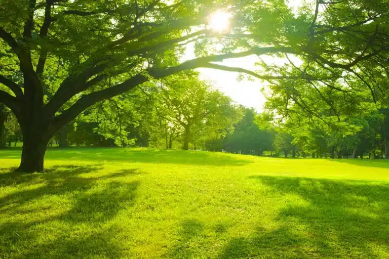 comment faire crever un arbre genant 1