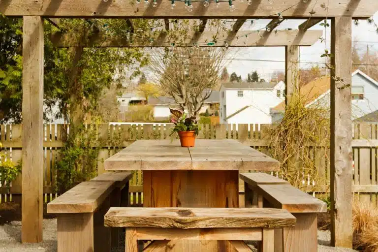 pergola kiwi 1