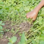 roundup dosage pour 1 litre le guide complet pour un desherbage efficace 1