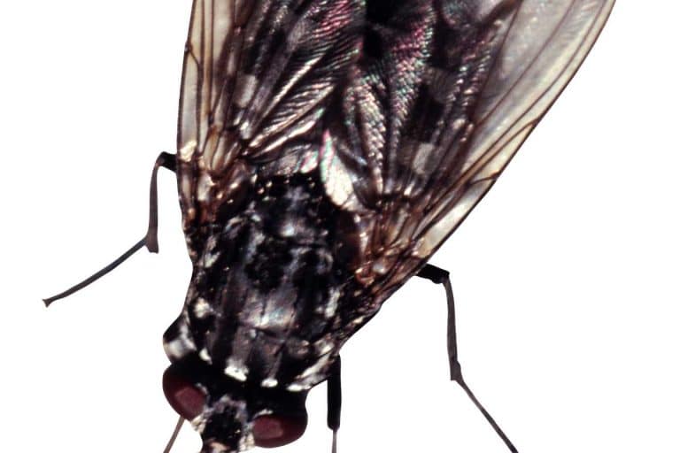 tue mouche efficace maison 1